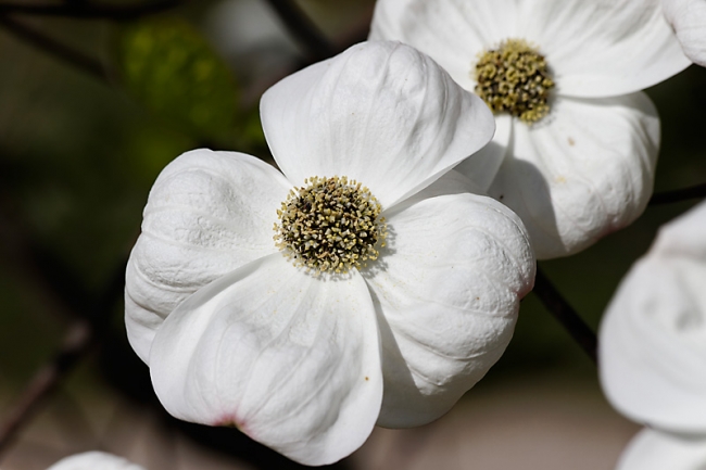 Jardin des Impressionnistes-043